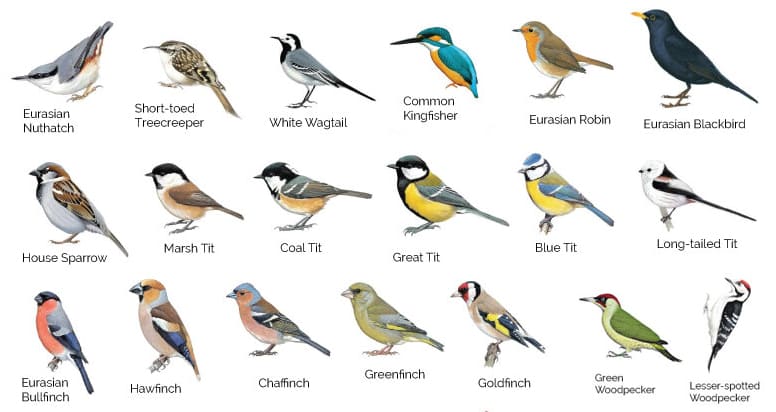 birds species