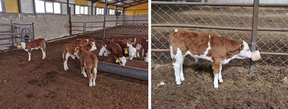 salt blocks for cows