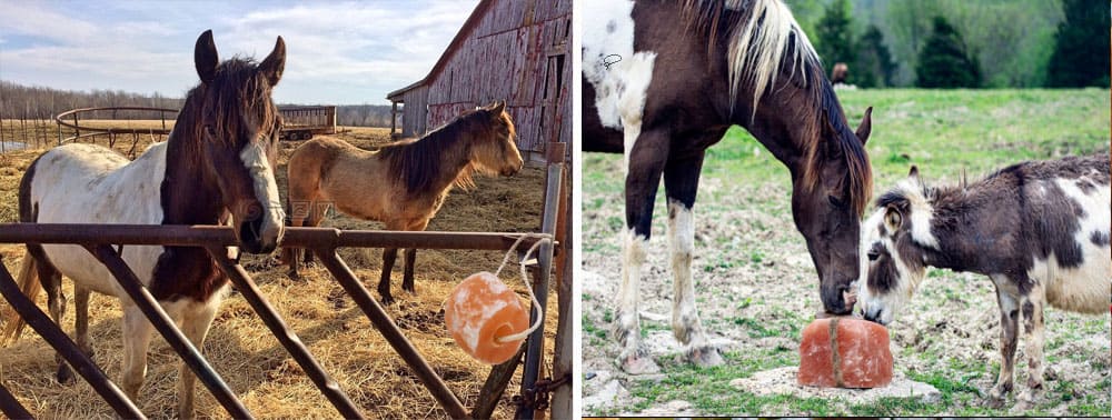 salt lick for horses