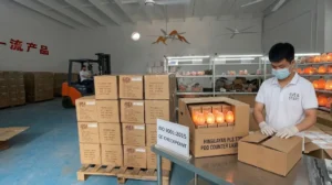 A technician sealing a reinforced 5-ply master carton containing 8 pieces of 1-2kg Himalayan salt lamps in a PDQ counter display at an ISO 9001:2015 certified factory.