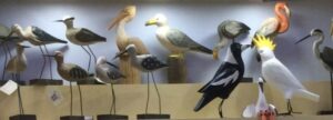Collection of hand-carved wooden shorebirds including sandpipers, pelican and seagulls on display